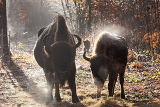Misty Morning (Matriarch, F2 & Calf) Dec2022 (Donovan Wright)