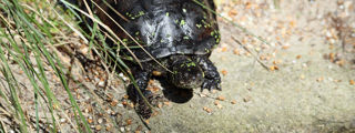 Pondterrapin1 2500X1500