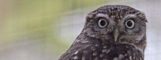 Littleowl1 2500X1500