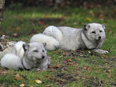 Arcticfoxexperience2 1200X1200