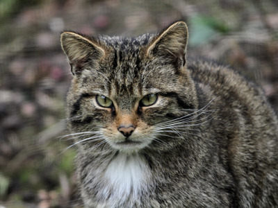 Wildcat Face