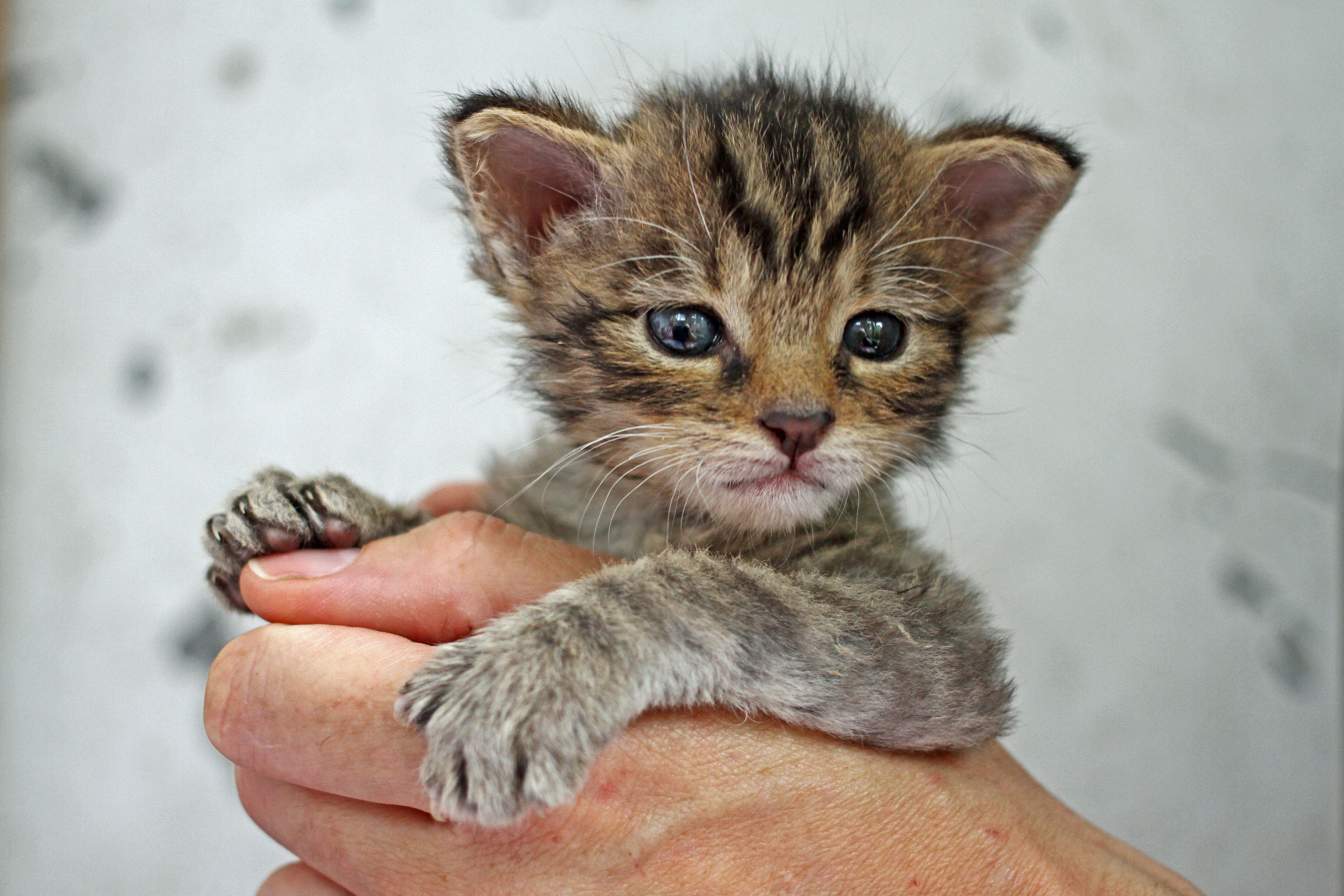 Wildcat Kitten1
