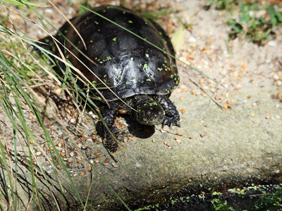 Pondterrapin1