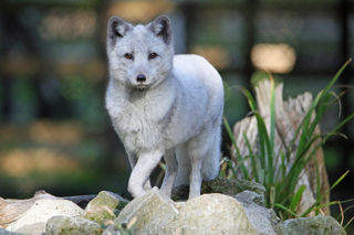 Arctic Fox 1200X1200