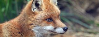 Redfox1 2500X1500