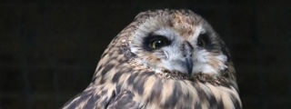 Short Earedowl3 2500X1500