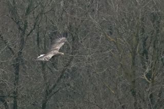 White Tailed Sea Eagle Birds Of Prey