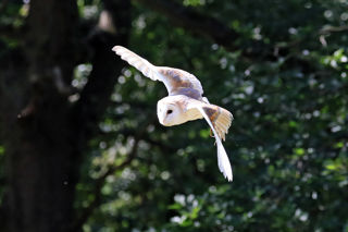Barnowl2 2500X1500