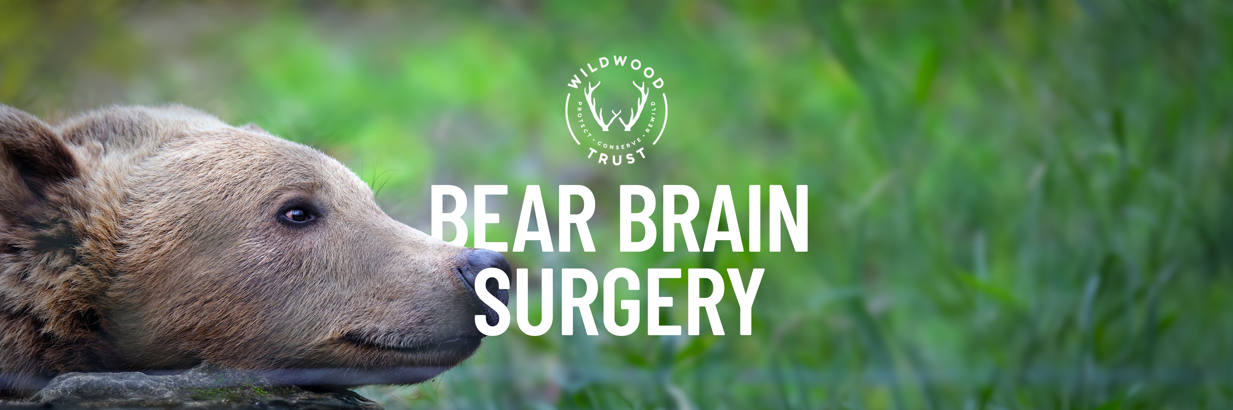 Brain Surgery Web Banner