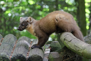 Conservation Spotlight 2 Web