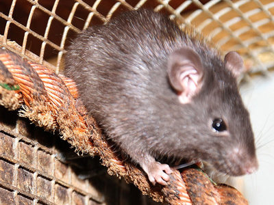 Blackrat1 2500X1500