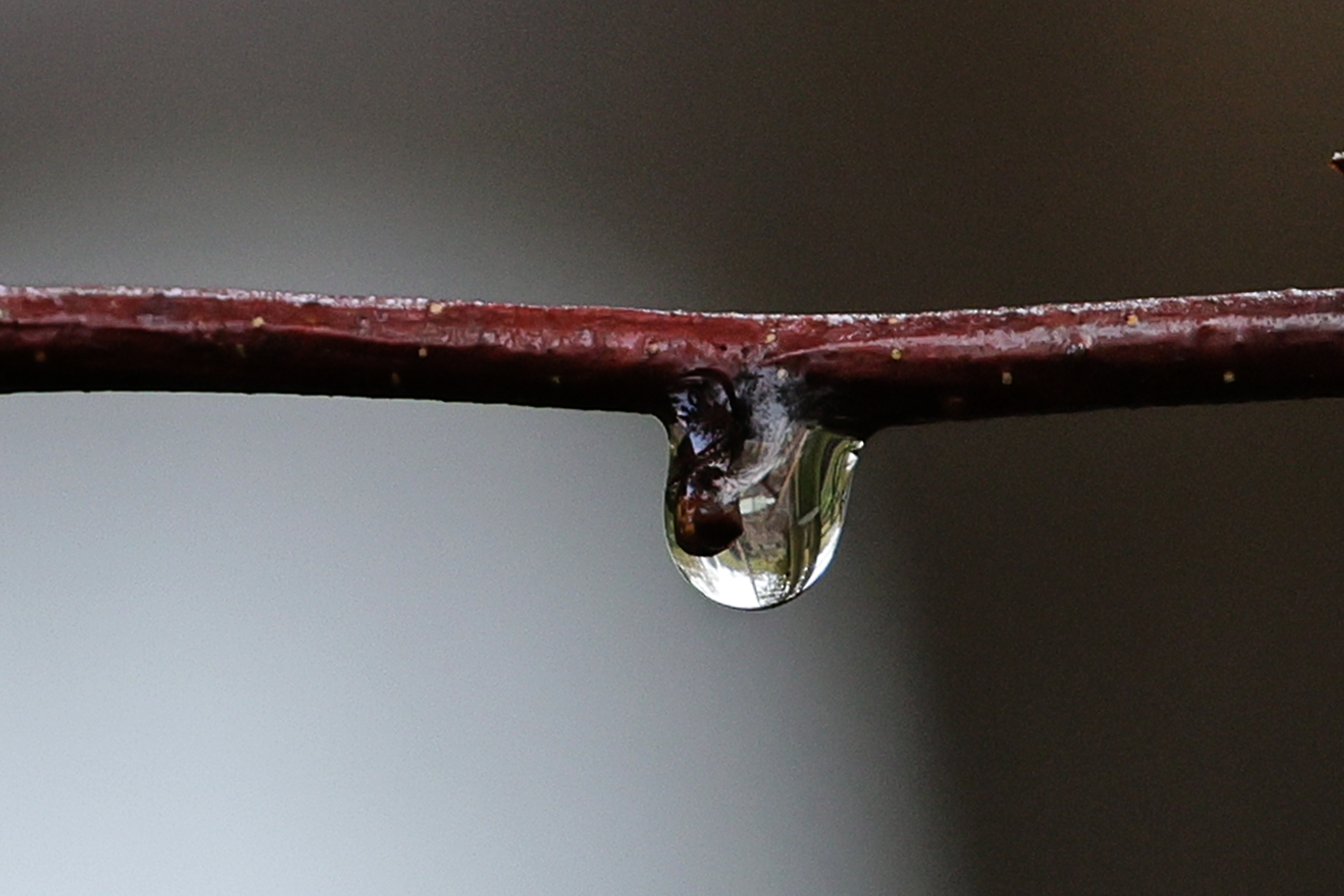 2024.10.29 Water Droplet
