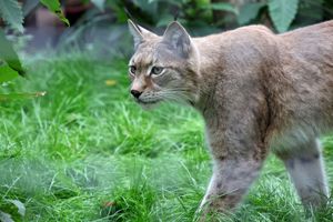 LYNX Credit Dave Butcher4 Small