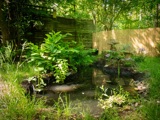Rewild Your Garden 4