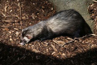 Polecat2 2500X1500