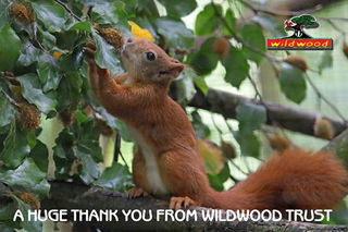 Squirrel Thankyouv2 1200X1200