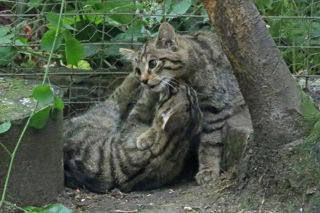 Wildcat2