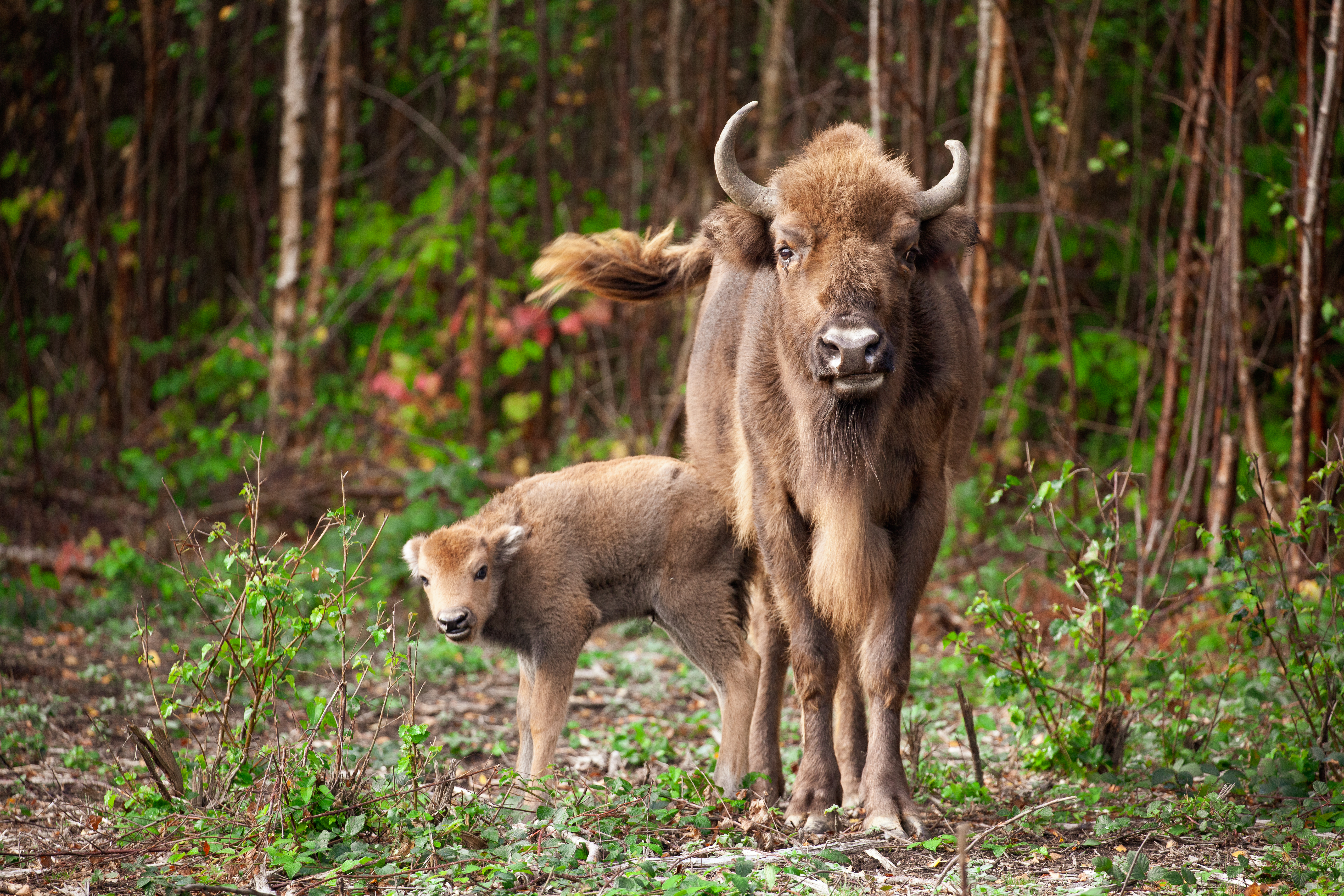 Bison Calf 21 Sep2022 (Donovan Wright)