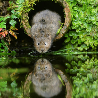 Beaver reflection 1200X1200
