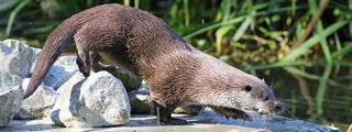 Otter1 2500X1500