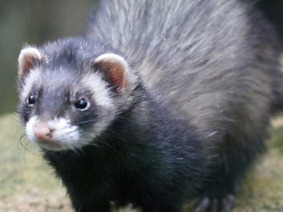 Polecat1 2500X1500