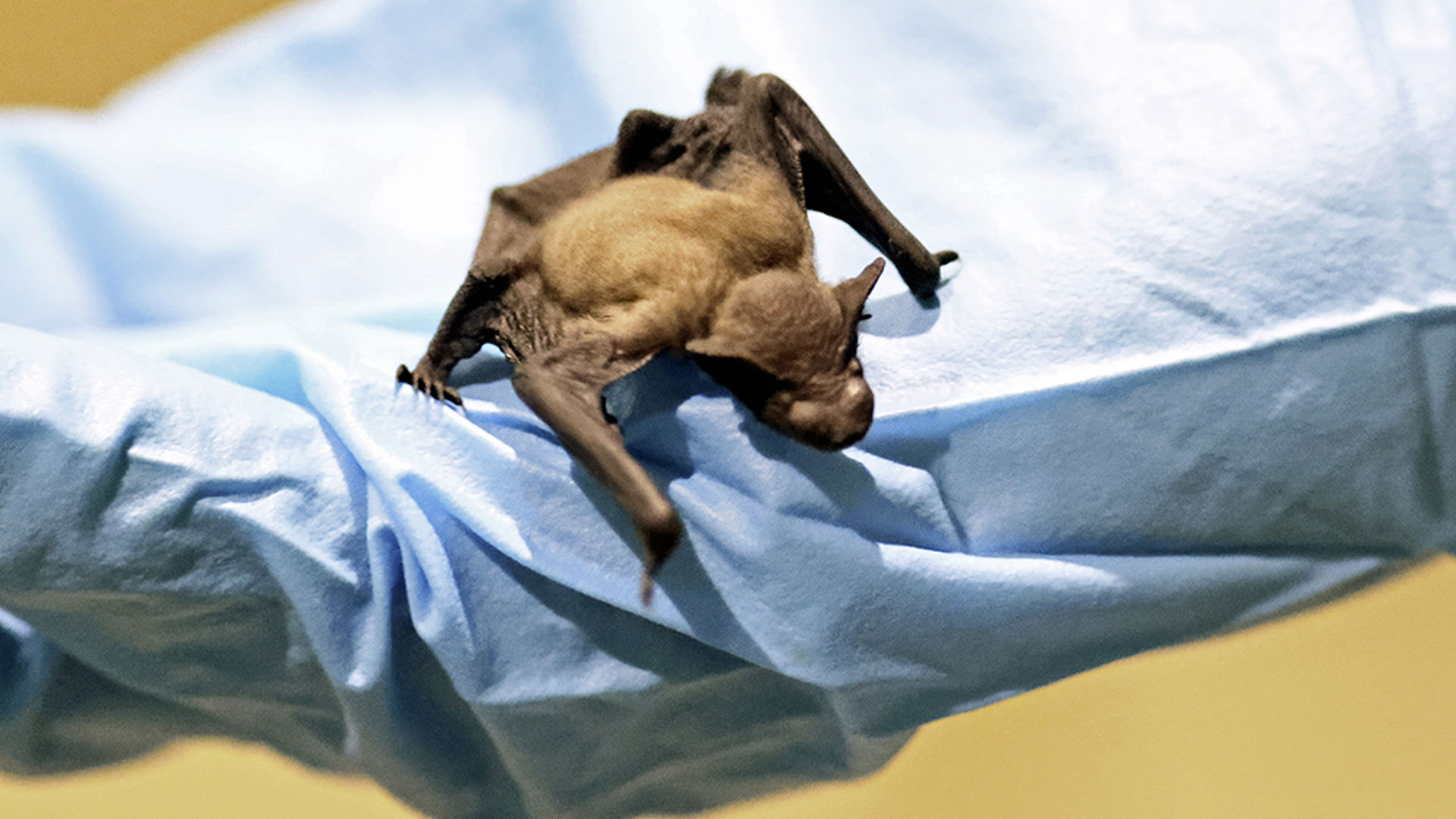 Bat First Aid Bat rescue