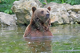 Bear 2 Water 1200X1200