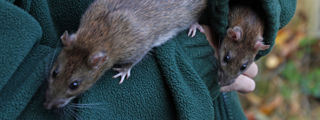 Brownrat2 2500X1500