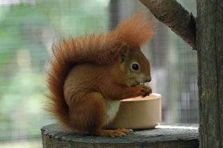Redsquirrel1 2500X1500
