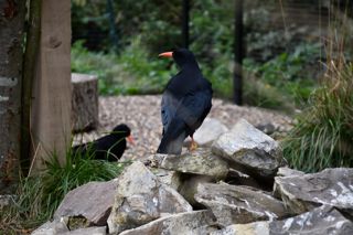 Dover Chough ©️Sally Smith(2)