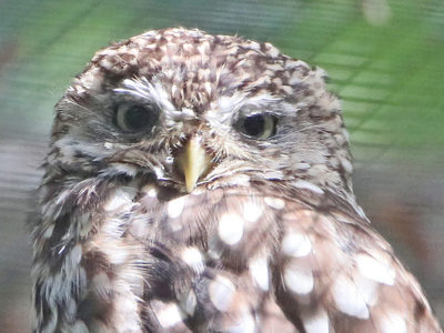 Littleowl2 2500X1500
