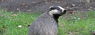 Badger3 2500X1500