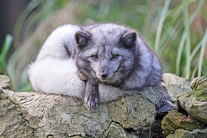 Arctic White Lying