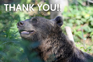 Bear 1000 1200X1200