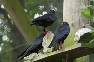 Red Chough 1200X1200