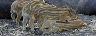 Wildboar3 2500X1500