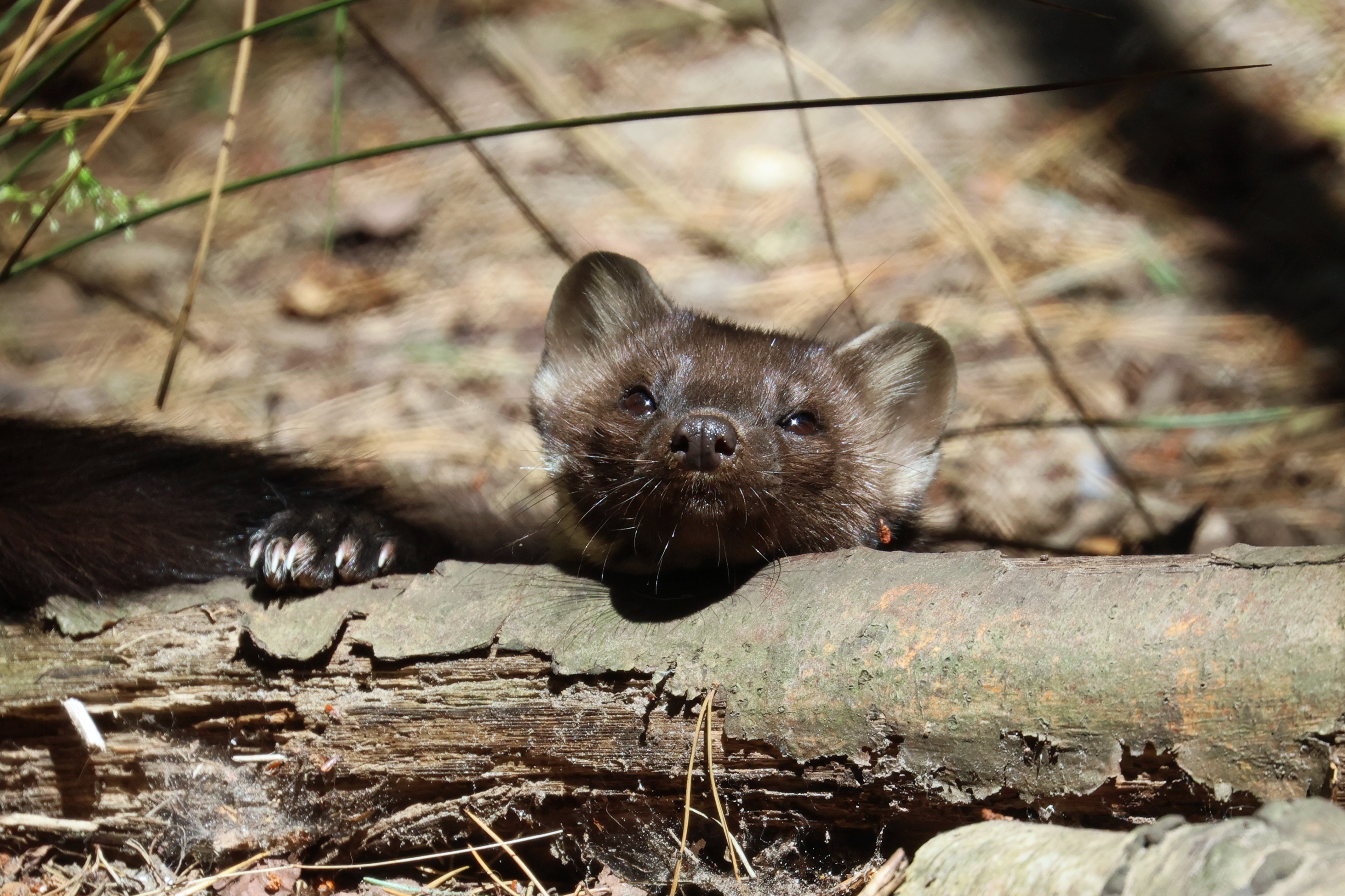 Pine Marten Peekaboo