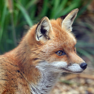 Red Fox 1200X1200