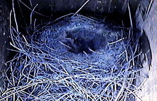 Chough 1000 1200X1200