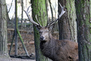 Reddeer1 2500X1500