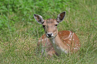 Fawn Grass 1200X1200