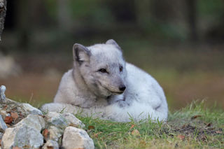 Arcticfox3 2500X1500