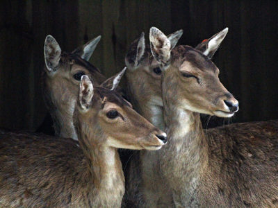 Fallowdeer3 2500X1500