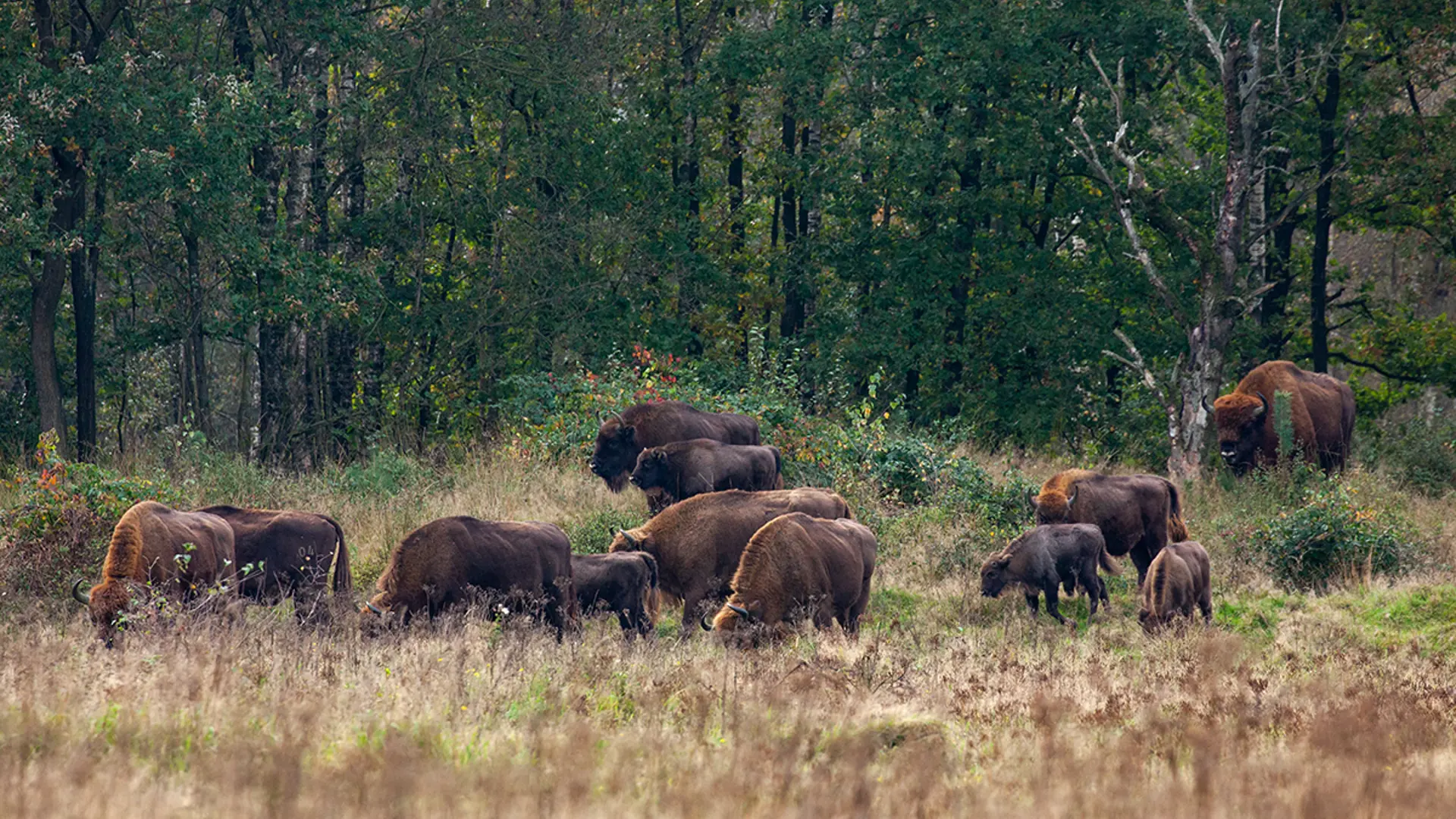 Bison Project Bison blog