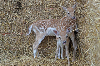 Fallow Fawn 1200X1200
