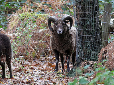 Soaysheep4 2500X1500