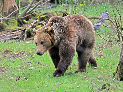 2023.03.23 Bear Release 2