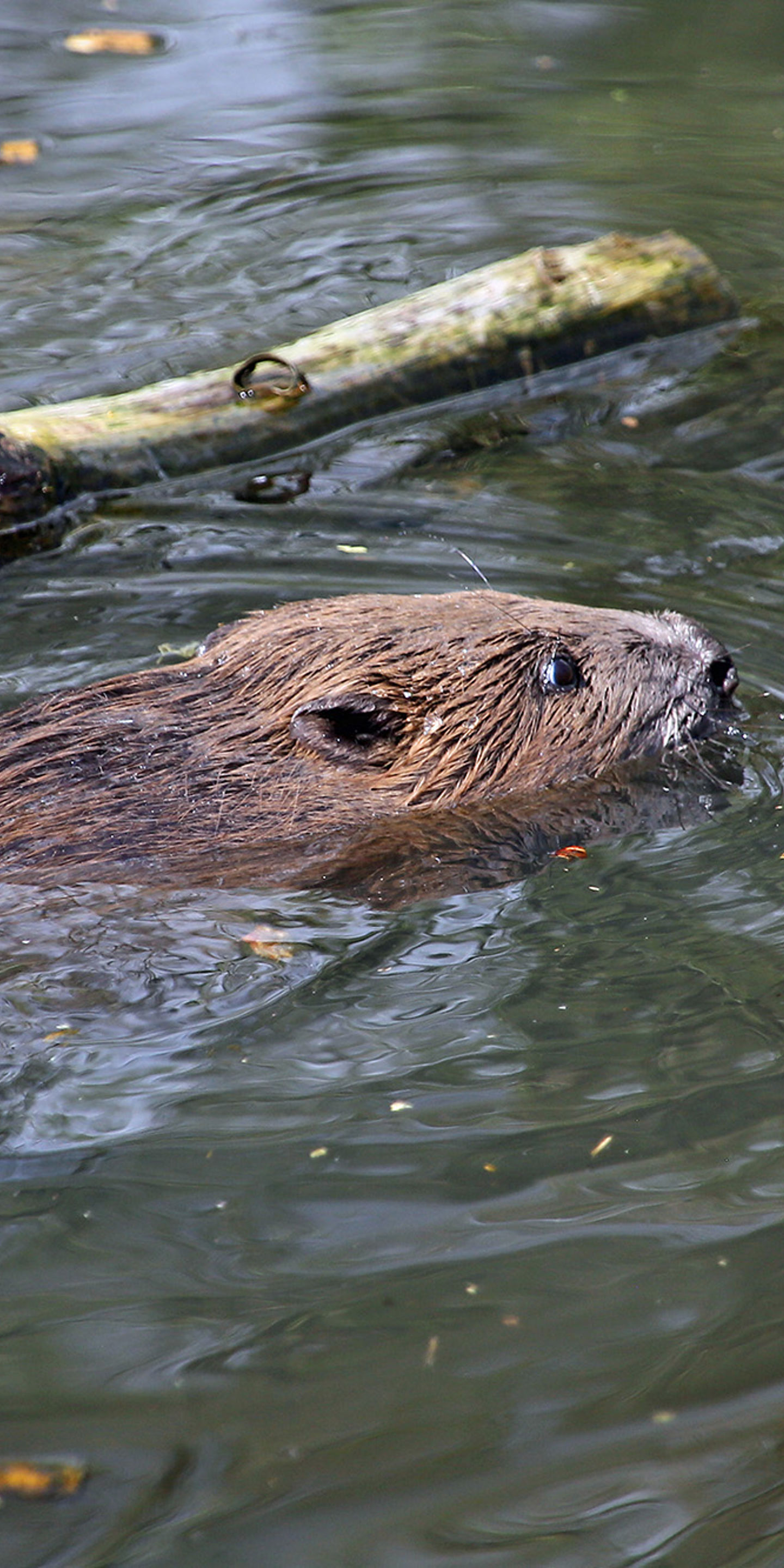 Protect Beaver Protecting and restoring beavers