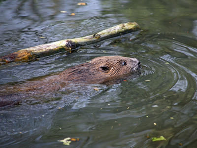 Beaver2