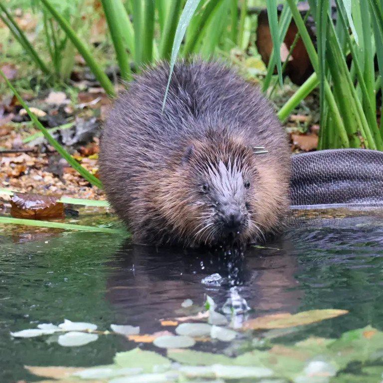 Protect Beaver Conservation projects